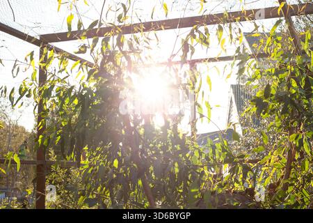 Golden Sunset Streaming Through Forest Trees Stock Photo