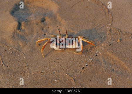 A lively beach crab with extended claws swiftly scurries over sands in golden morning light. Stock Photo