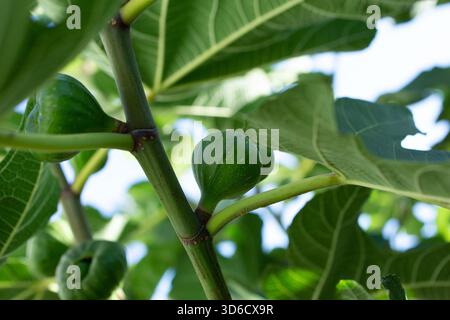 A view of unripe figs growing on a fig tree. Stock Photo