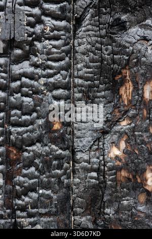 Burned black cracked surface of natural wood Stock Photo