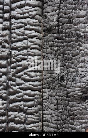Charred background of textured black burnt wood surface Stock Photo
