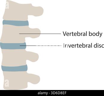 Spine Care Line Icons: Chiropractic, Physiotherapy, Osteopathy Vector Symbols Stock Vector