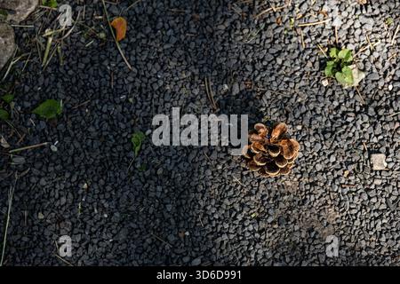 Single brown pine cone lying on a gravel surface in sunlight Stock Photo