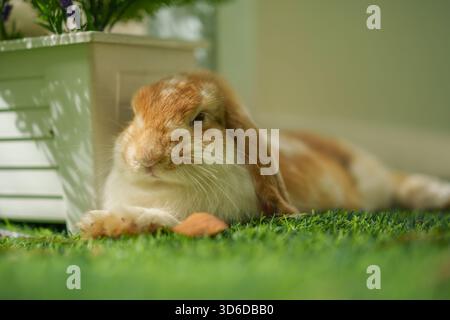 rabbit resting in the garden Stock Photo
