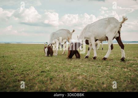 goat grazing grass on field near the river Stock Photo