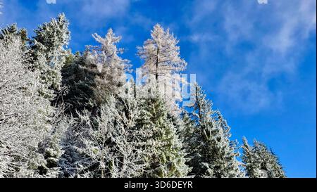 Fairytale winter landscape with frost and snow-covered fir trees under a clear blue sky in the Swiss mountains near Adelboden in the Bernese Oberland Stock Photo