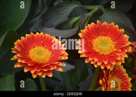 Bicolour Gerbera 'Garvinea Sweet Blaze' Daisy Flowers on Display in the Borders at RHS Garden Harlow Carr, Harrogate, Yorkshire, England, UK. Stock Photo