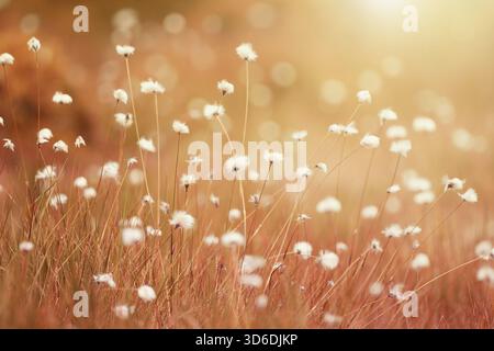 Faded autumnal grass in the sunny meadow. Tussock cotton grass. Stock Photo