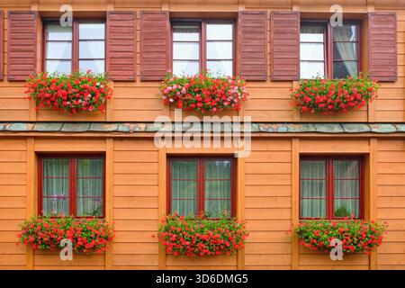 Wooden house with windows decorated with hanging geranium flowers Stock Photo