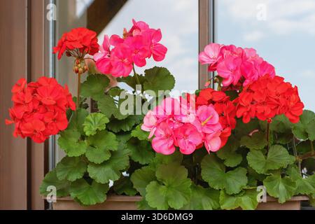 Richly blooming geranium flowers on the windows Stock Photo