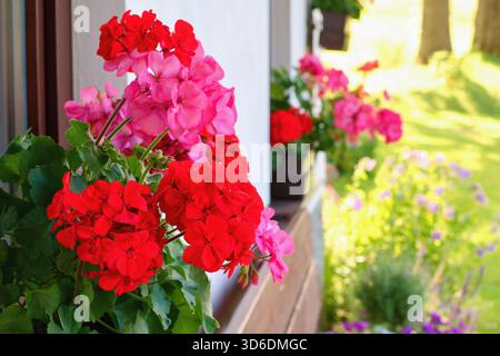 Richly blooming geranium flowers on the windows Stock Photo