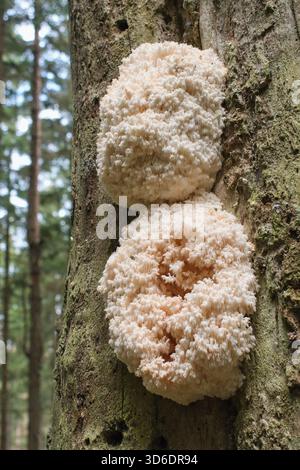 Hericium is a genus of edible mushrooms which grows on dead or dying wood Stock Photo