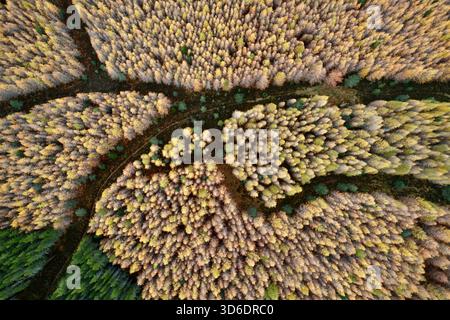 Aerial view of autumnal hues paint the dense forest canopy in shades of gold and green, as seen from high above, Kingussie, Scotland, United Kingdom. Stock Photo