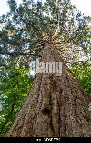 looking up a redwood tree , very tall tree Stock Photo