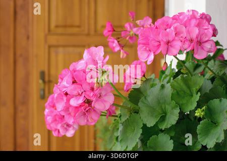 Richly blooming geranium flowers on the windows Stock Photo