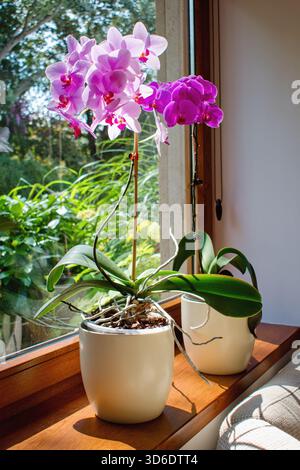 Blooming orchids Phalaenopsis on the windowsill. Cozy home interior Stock Photo