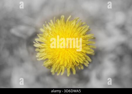 Abstract dandelion flower in illuminating yellow color on ultimate grey background. Colors of the year 2021. Stock Photo