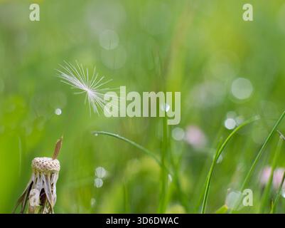 One last dandelion seed detail, blured grass on the background Stock Photo