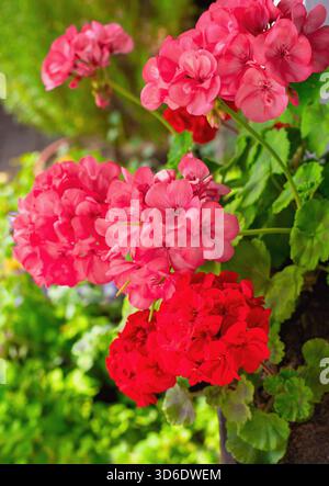 Richly blooming geranium flowers on the windows Stock Photo