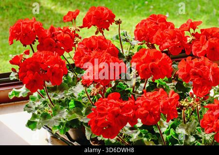 Richly blooming geranium flowers on the windows Stock Photo
