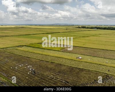 Golden Rice Field Scenery Golden rice fields stretch across Fengshou Village, Xiaji Town, Baoying ...