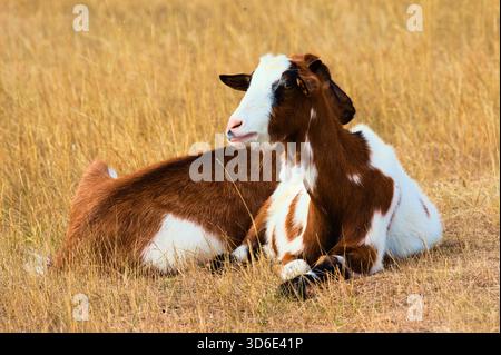 Two goats resting on dry grass in a rural field Stock Photo