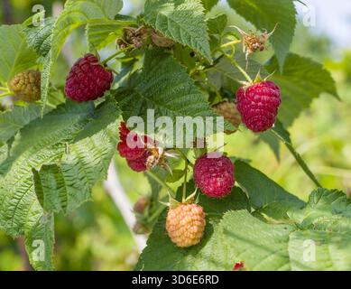 Ripe and unripe raspberries on raspberry bush in the garden close up. Stock Photo