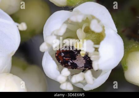 Buffle Insect Buffalo carpet beetle (Anthrenus scrophulariae) on a carpet indoors ...