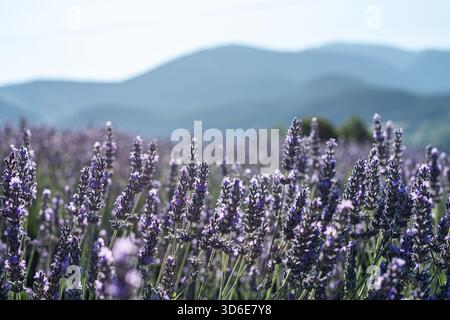 avender field in blossom. Lavender bushes close up and beautiful nature landscape at the background. Stock Photo