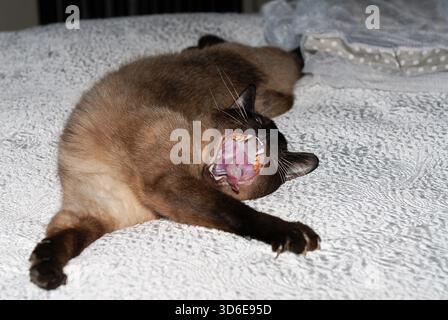 Siamese cat yawning Stock Photo