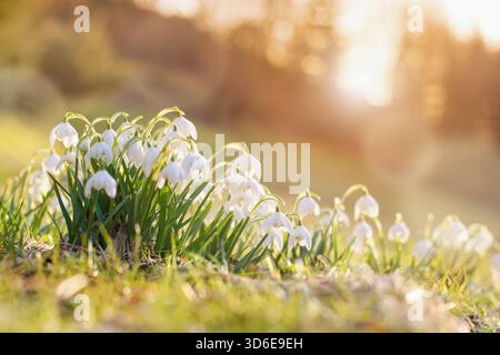 Spring flowers snowdrops blooming in the sunset sunlight Stock Photo