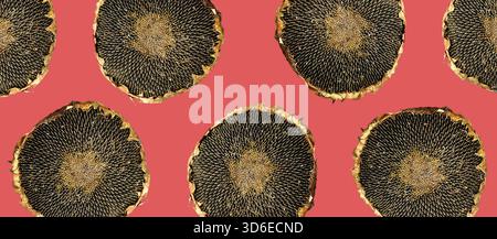 Sunflower heads pattern, cut out, isolated on pink. Sunflower seed harvest, three dried head plate display, unhulled seeds. Modern style plants Stock Photo