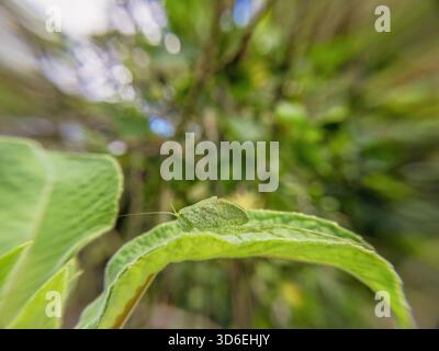 A little bush cricket on a fuchsia Boliviana leaf, in a forest in the eastern Andean mountains of central Colombia, near the Iguaque natural reserve Stock Photo
