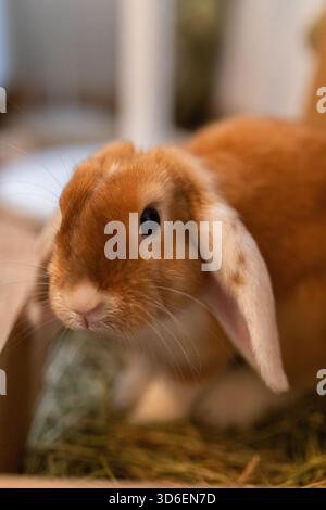 Cute rabbit with brown fur sitting on parquet floor in room in flat Stock Photo