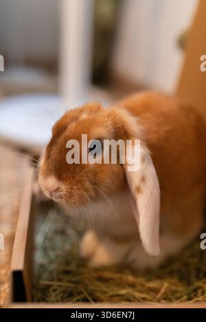 Cute rabbit with brown fur sitting on parquet floor in room in flat Stock Photo