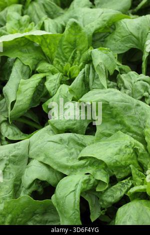 Leaves of hardy Spinach Patton growing in a vegetable garden. Suitable for winter cultivation. Spinacia oleracea Stock Photo