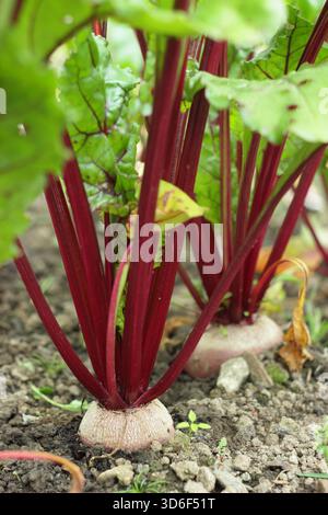 Beetroot Solo, monogram variety beetroot with high sugar contant, growing in a vegetable garden. Beta vulgaris Solo Stock Photo