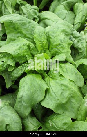 Leaves of hardy Spinach Patton growing in a vegetable garden. Suitable for winter cultivation. Spinacia oleracea Stock Photo