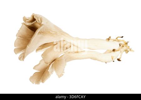 fresh harvested brown oyster mushrooms isolated on white Stock Photo