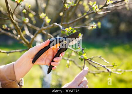 Pruning tree in garden. Female gardener is cutting branch of apple tree by using pruning shears. Spring gardening Stock Photo