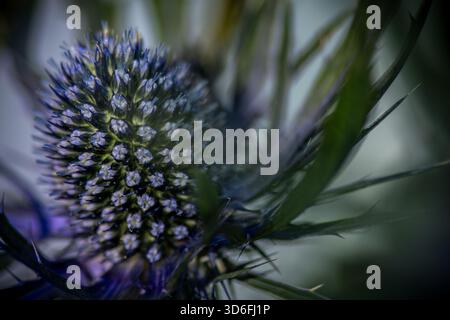 A spiked thistle head reveals intricate clustered florets surrounded by sweeping blurred leaves in cool blue-green tones. Stock Photo