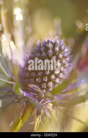 A softly glowing thistle emerges through warm, hazy light, its textured bloom surrounded by delicate bokeh and gentle color washes. Stock Photo