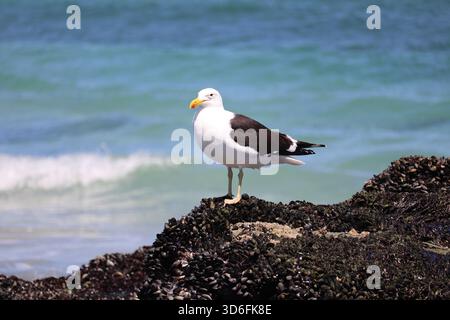 A kelp gull standing on baby mussel-covered rocks at low tide in search for fresh food, overlooking the ocean in Cape Town, South Africa. Stock Photo
