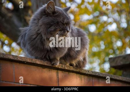 Fluffy Grey Cat Loafing on a Brick Wall Against a Sunny Autumn Foliage Background Stock Photo