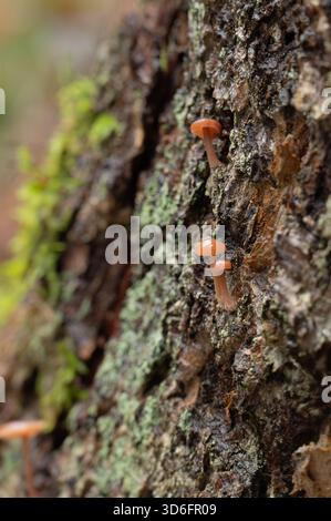 Tiny Golden trumpet mushrooms, Xeromphalina campanella, growing on the stump of a tree in Norway. Stock Photo