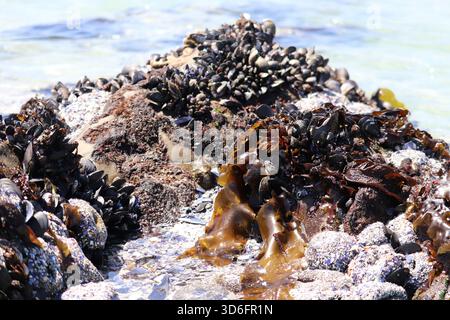 Nature revealed at low-tide - a rock that is covered with mussels, seaweed, barnacles, shells and anemones, with the waves rolling in the background. Stock Photo