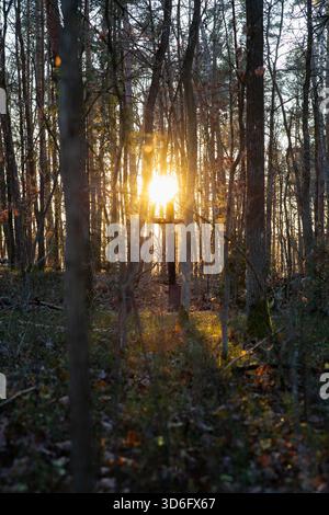 Sunset Light Shining Through Forest Trees with Wooden Cross Stock Photo
