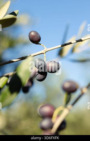 Olive tree branches laden with black, red, yellow olives at ripeness stages. Green foliage blurred background. Full sunlight. Natural botanical freshn Stock Photo