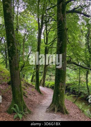 path through woods Stock Photo