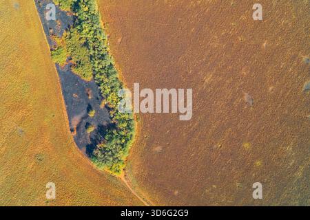 Top-down aerial photo of a vast golden field and a contrasting green patch of forest, featuring a central area of black, burnt earth. Conceptual image of fire damage and environmental impact. Stock Photo